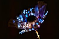 Poppy projection #2