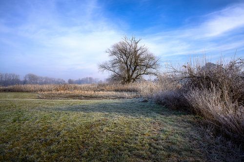 Winterlandschap met een vrijstaande boom
