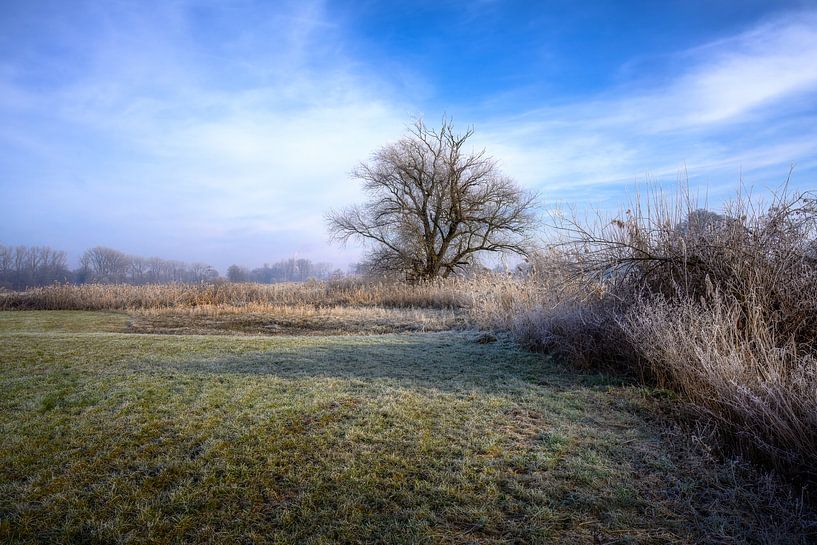 Winterlandschaft mit einem freistehender Baum von ManfredFotos