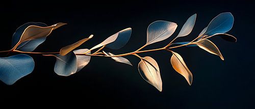 Eucalyptus branch in the light