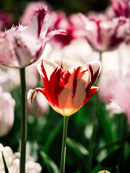 Gefranste Tulpen in Weiß und Rot