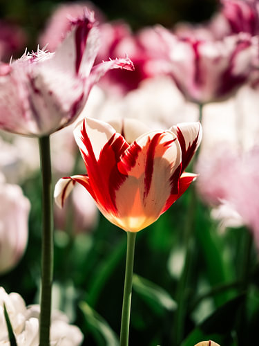 Gefranste Tulpen in Weiß und Rot