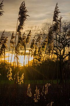 Riet bij zonsondergang (staand formaat) van Lars Detges