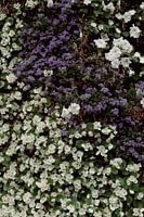 Collectie van kleine witte en paarse bloemen | Bloemen fotografie