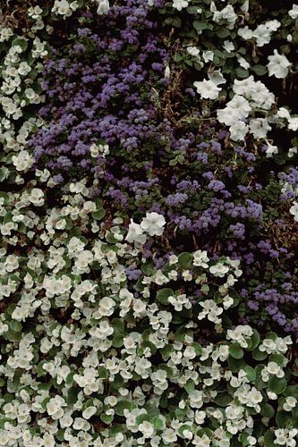 Collectie van kleine witte en paarse bloemen | Bloemen fotografie