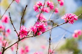 Perzikbloesem by Schram Fotografie