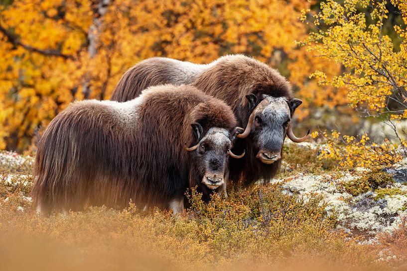 Moschusochse in Norwegen von Menno Schaefer