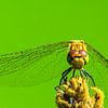 Macro Heidelibel van HvNunenfoto