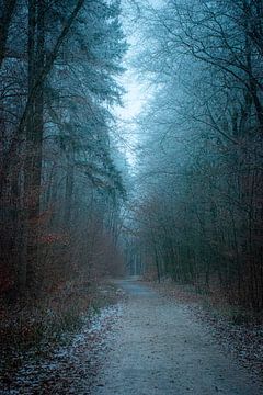 Mystic Forest van Photography Jansen