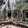 kapokier à Angkor Wat, Cambodge sur Jan Fritz