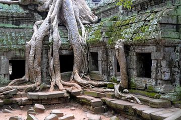 kapokboom bij Angkor Wat, Cambodia van Jan Fritz