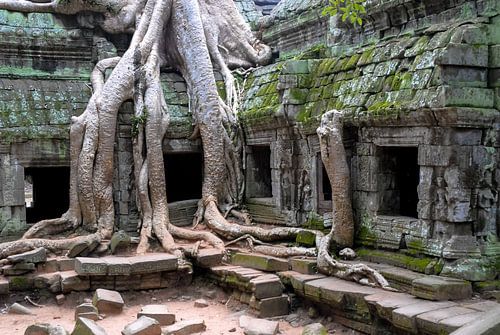 kapokboom bij Angkor Wat, Cambodia