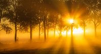 Le paysage de Groningue par une belle matinée brumeuse de mai avec une belle lumière par Bas Meelker Aperçu