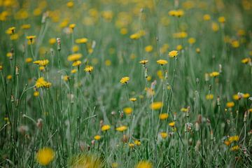 gele bloemen van Huib Vintges