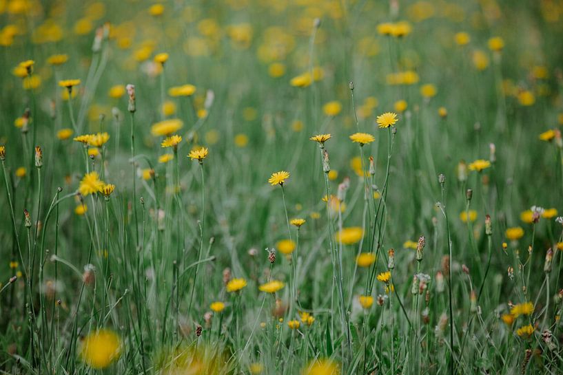 yellow flowers by Huib Vintges