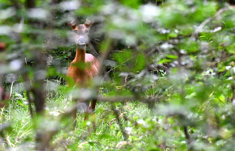 Ree among the bushes by Petra De Jonge