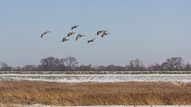Ein Paar Graugänse von JWB Fotografie