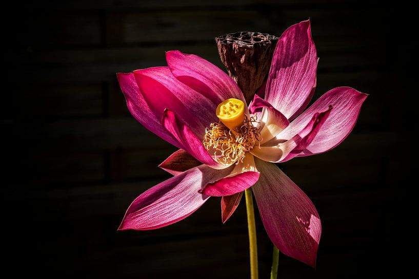 Pink Lotus van Esther Swaager