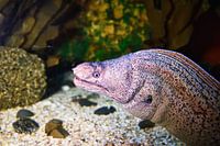 Beautiful colorful fish in the aquarium