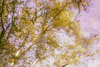 Berken in herfstkleuren