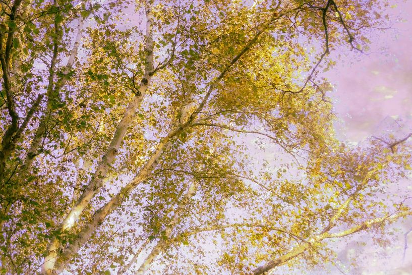 Birches in autumn colors by Diana Mets