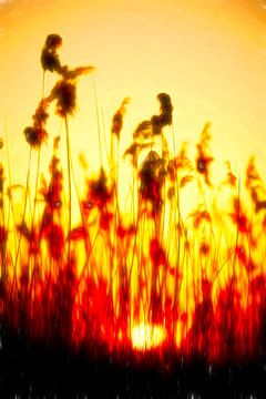 Riet bij ondergaande zon van Rene van Heerdt