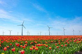 Rote und gelbe Tulpen auf einem Gebiet in Holland mit Windkraftanlagen auf dem Horizon von Sjoerd van der Wal Fotografie