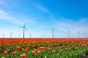 Rote und gelbe Tulpen auf einem Gebiet in Holland mit Windkraftanlagen auf dem Horizon
