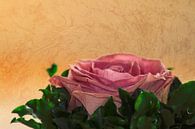rosea rosa sine aqua von Michael Nägele Miniaturansicht