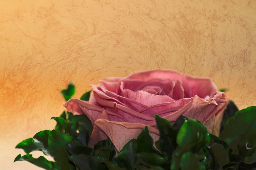 rosea rosa sine aqua von Michael Nägele
