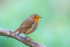 Rotkehlchen (Erithacus rubecula) von Dirk Rüter