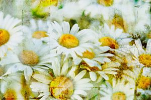 Vintage-Stil gemeinsame Gänseblümchen