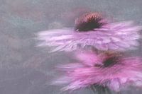 Pas de deux: rudbeckia's im Balletttanz