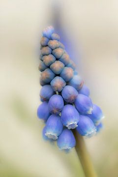 Blaue Weintraube  von Tanja van Beuningen