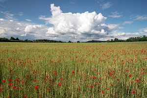 Feld mit leuchtend roten Klatschmohnblüten im Frühling