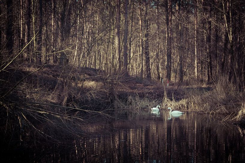 Paire de cygnes dans un étang de forêt par Gerrit Veldman