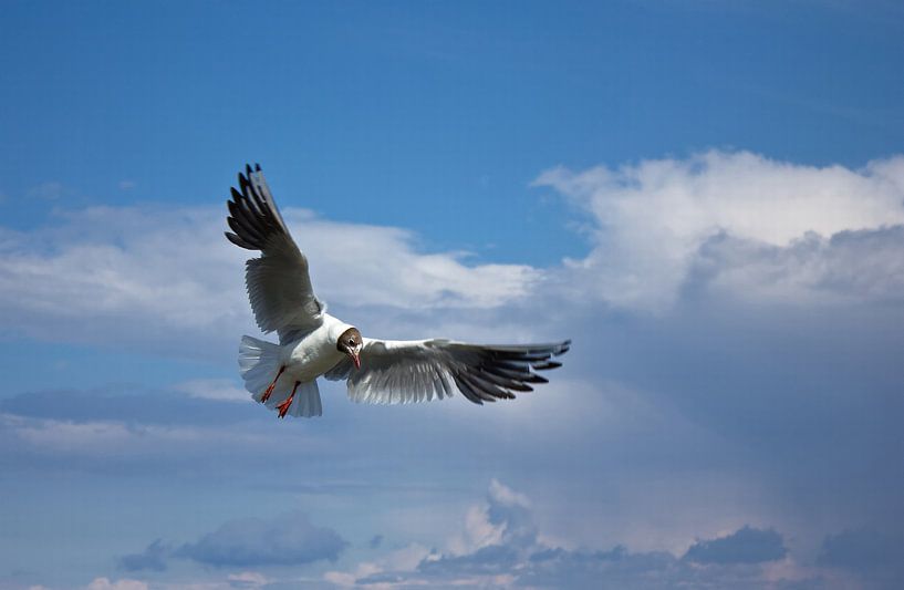Lachmöwe im Flug von Anja B. Schäfer