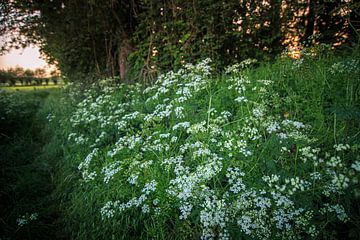 fluitekruid in landschap bij zonsondergang van Wicher Oort