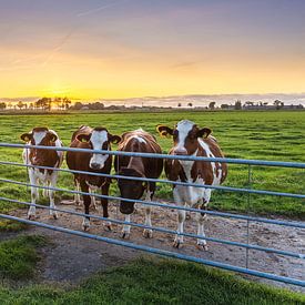 Curious cows, Marsum (Gr.) by Ton Drijfhamer