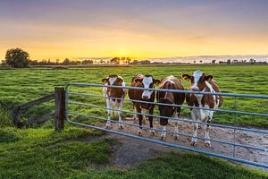 Nieuwsgierige koeien, Marsum (Gr.) van Ton Drijfhamer