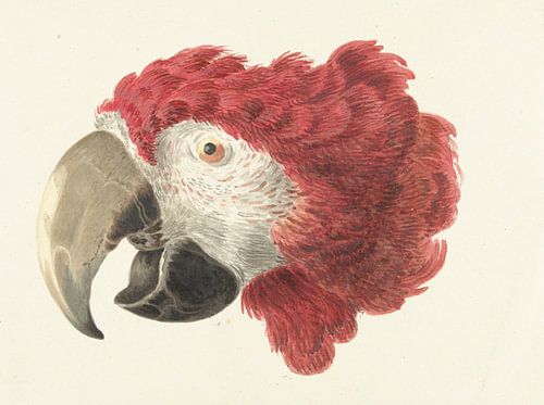 Hoofd van een ara, Aert Schouman