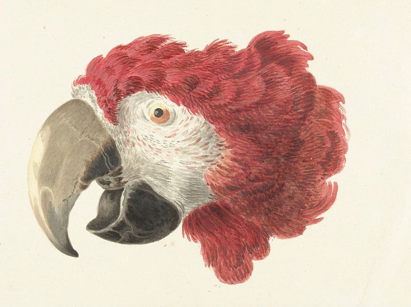 Kopf eines Aras, Aert Schouman von Meisterhafte Meister