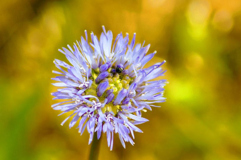 Paarse Bloem par Esther Tonnaer