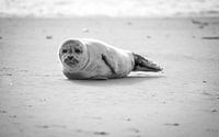 Seal on the North Sea beach