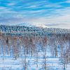 Landschaft im Winter mit Wald in Äkäslompolo, Finnland von Rico Ködder