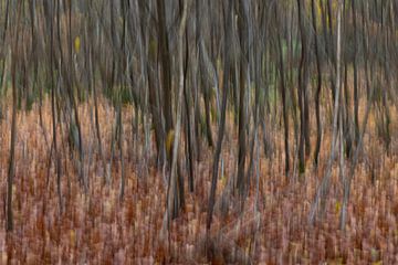 Abstracte bomen in een bos gefotografeerd met subtiele beweging zodat schilderachtig effect ontstaat