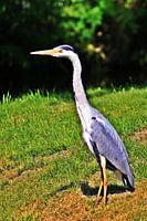 Reiger