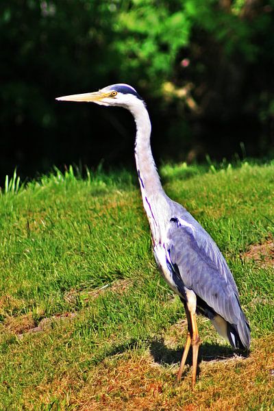 Reiger von Pieter van Dijken