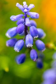 blue grape flower against green art style background by Margriet Hulsker