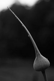 Prei bloem. von Arne Claessens